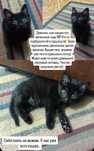Бесплатно котенок девочка