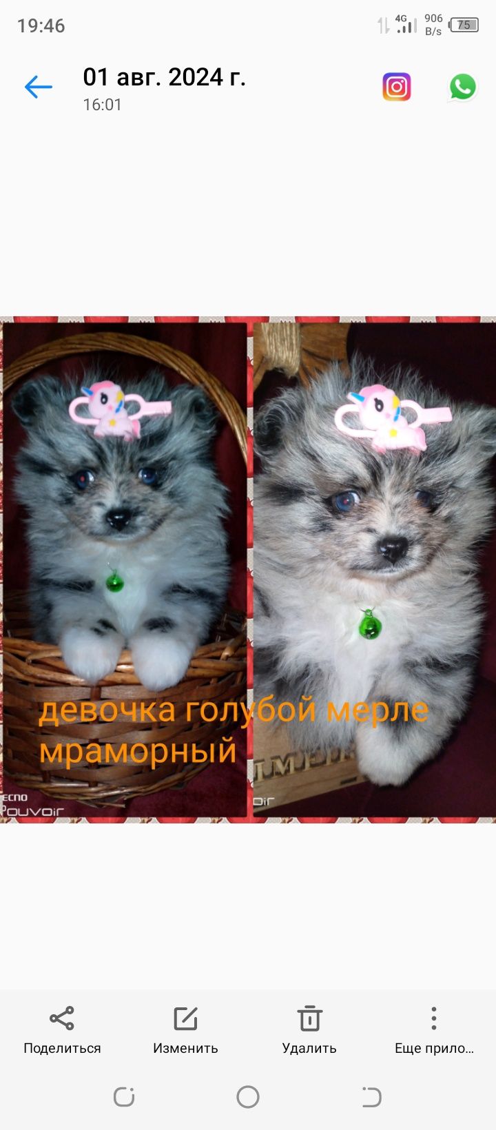Шикарные померанские шпицы миники девочки.Разного окраса.Доставка