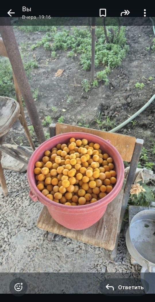 Алыча (спелая)дачная.