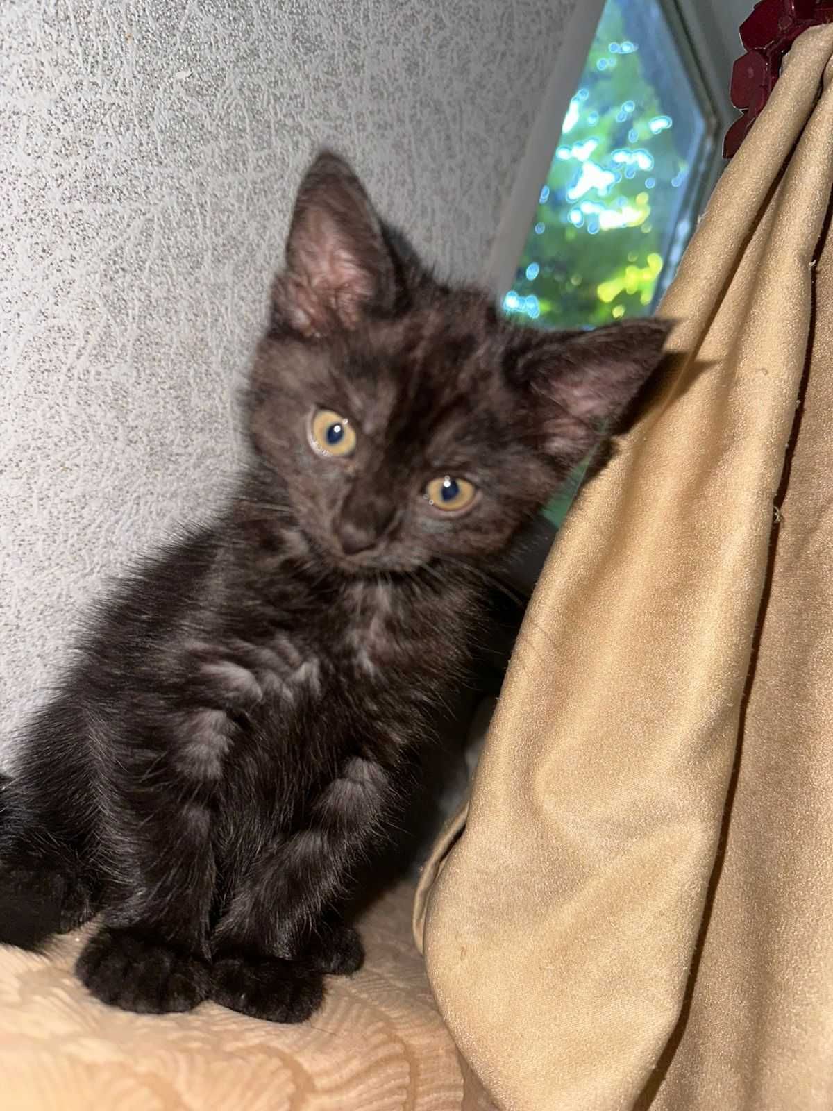 Котята бесплатно