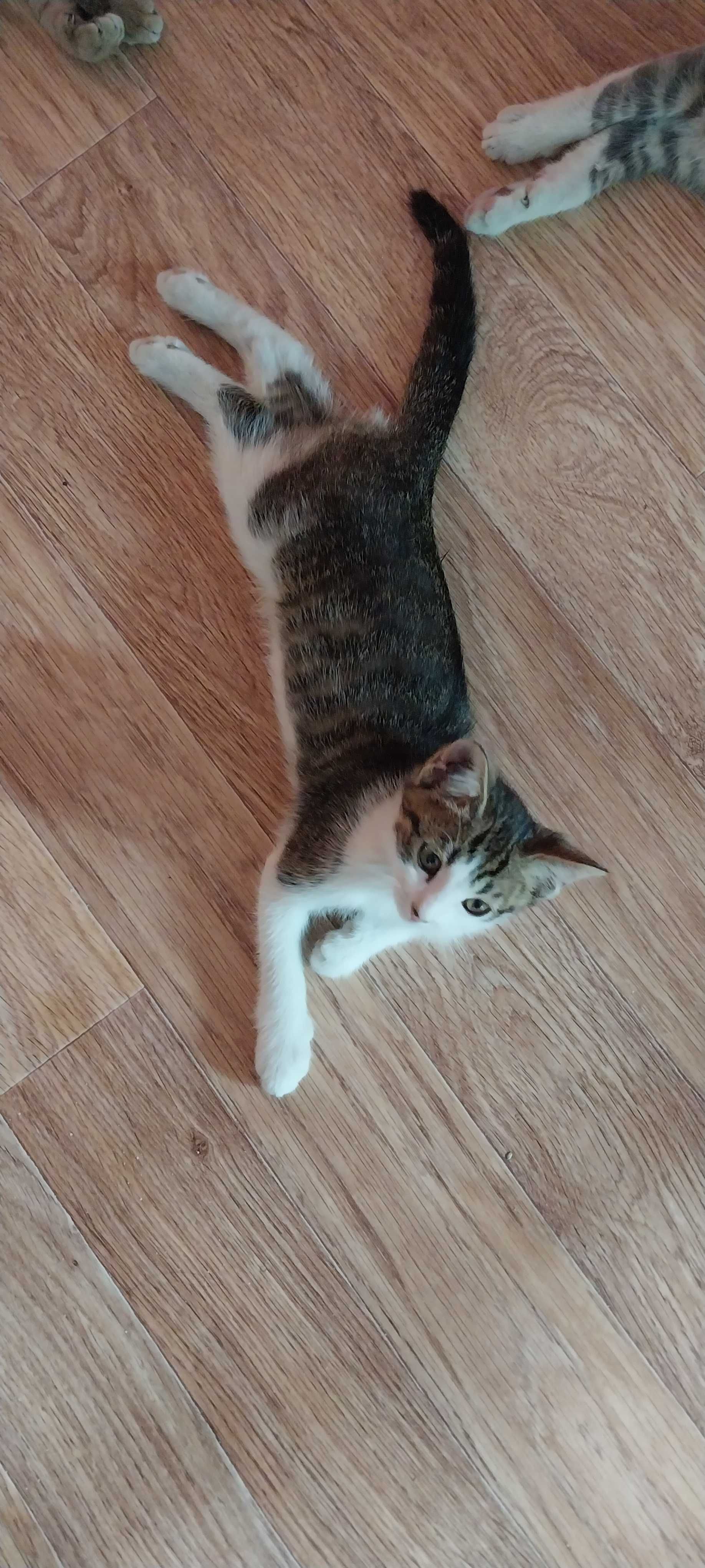 Отдам  в добрые руки котят