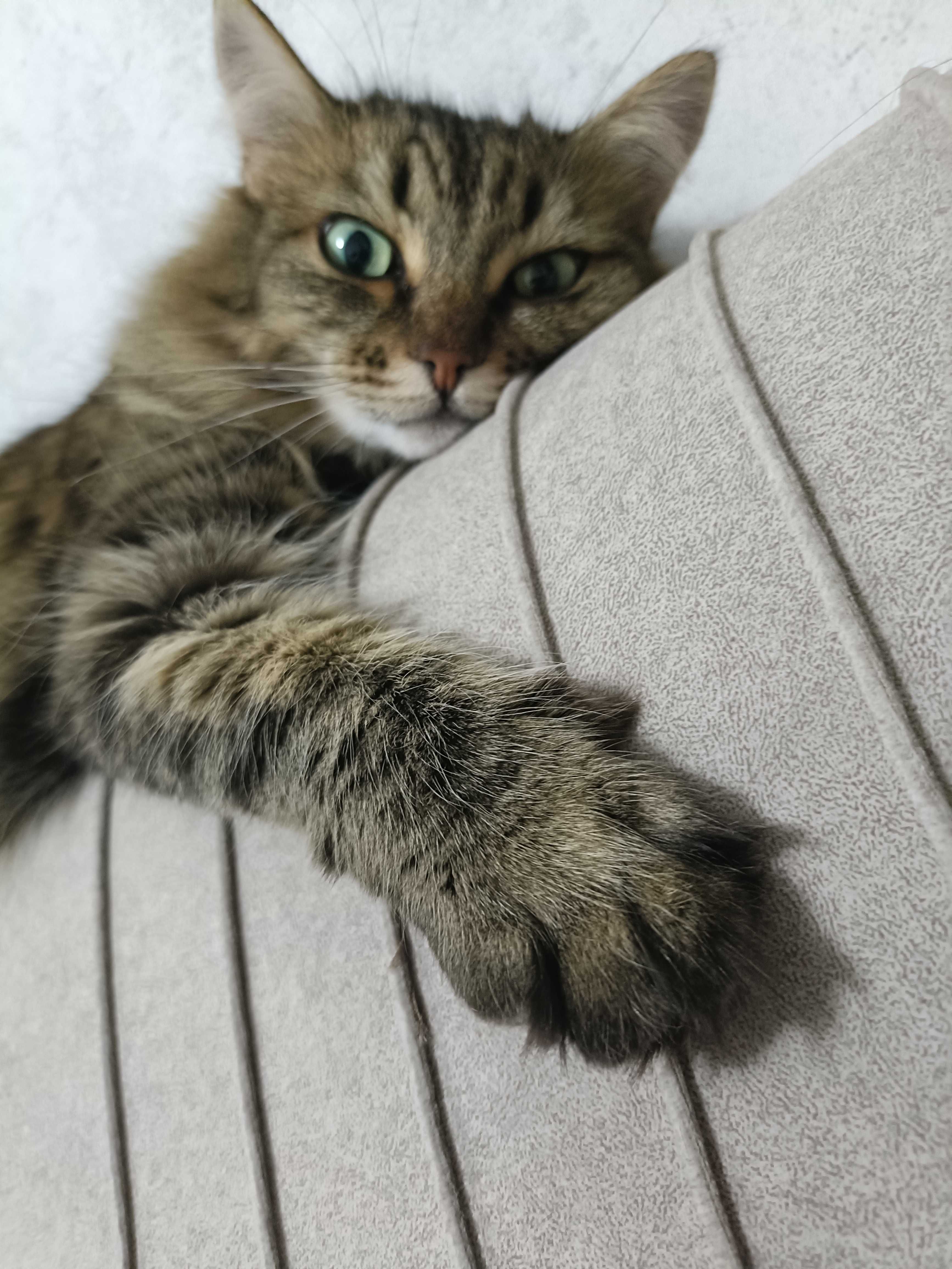 Кошка Кошка домашняя