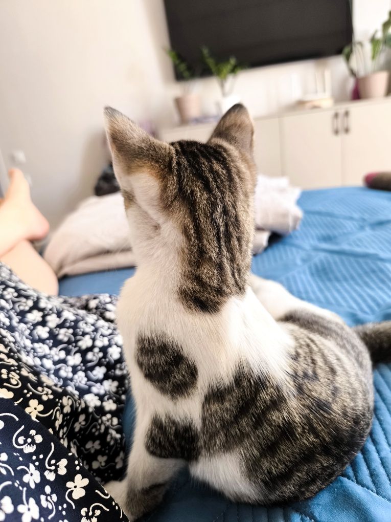 Котенок в добрые руки