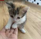 отдам котенку, 2,5 месяцев