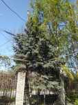 Голубая ель за 45000
