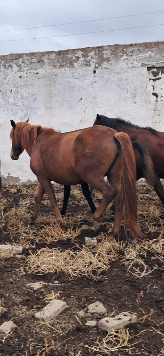 Продам кабылу 6 лет