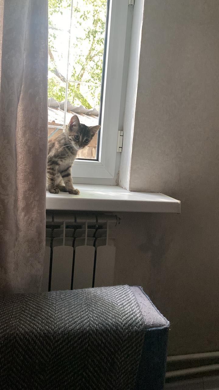 Кошечка ищет дом