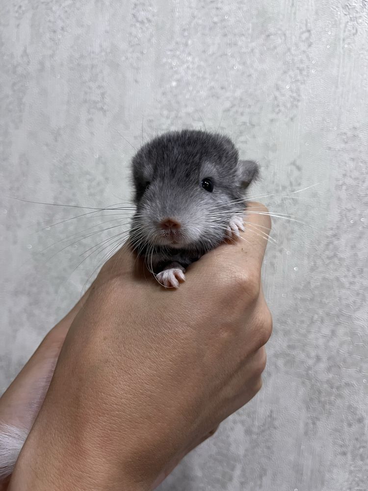 Шиншилла мальчик