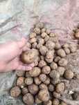 Продам семена картофеля