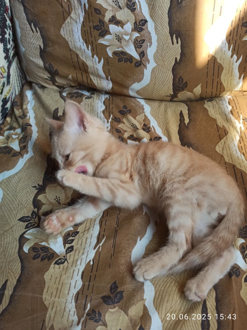 Отдам даром котенка