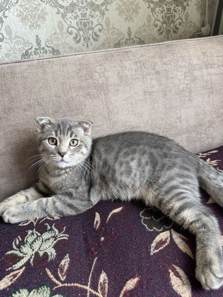Котенок вислоухий