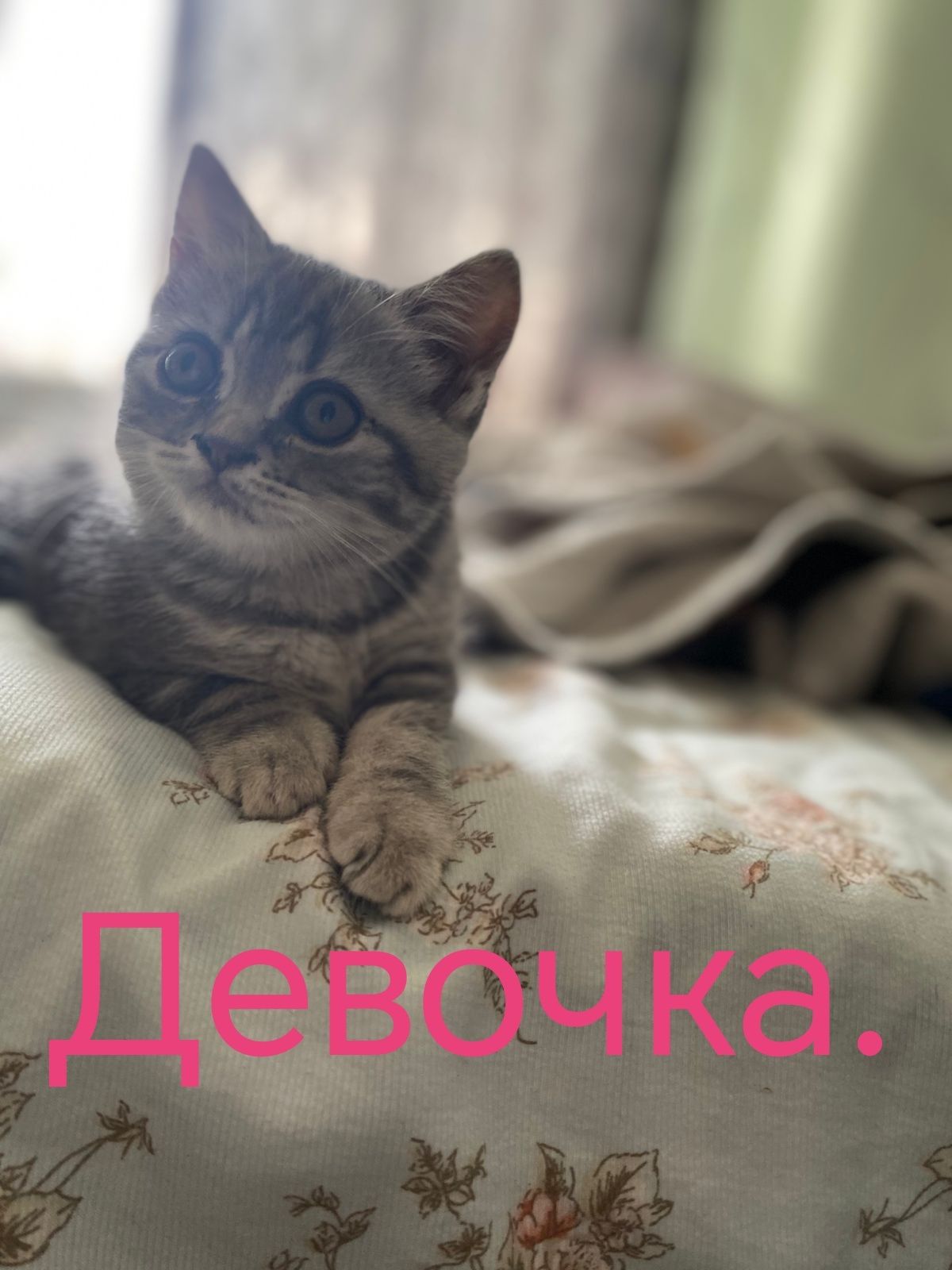 Продам котят. У их родителей есть все необходимые документы.