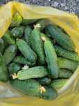 Продам огурцы домашние