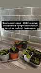 Продам комнатные цветы