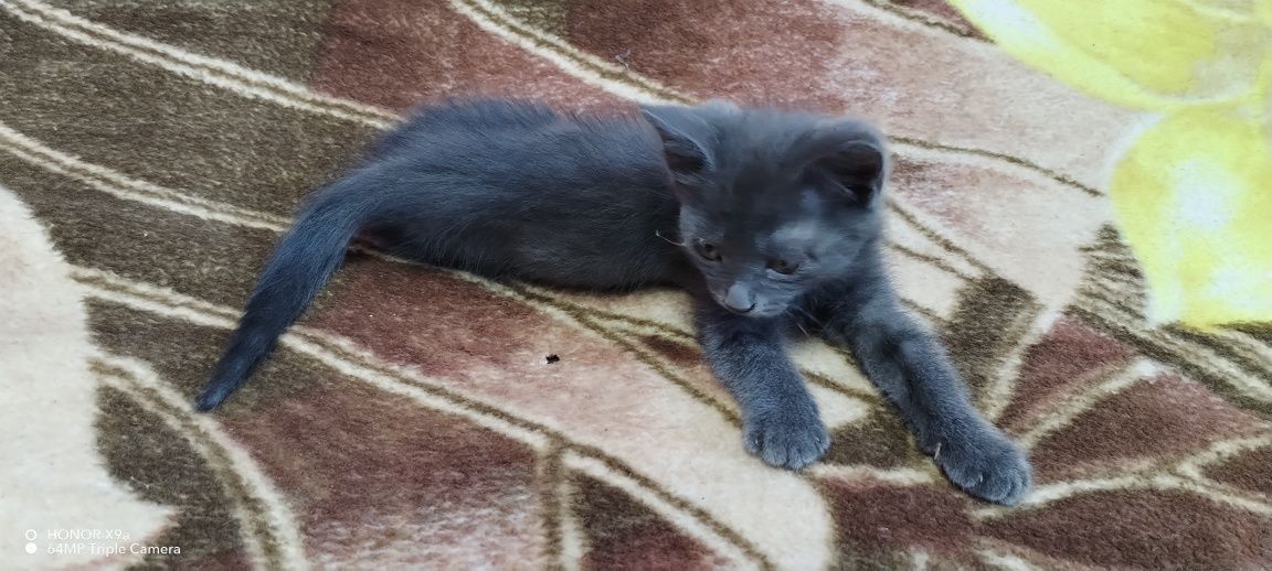Отдам котёнка в добрые руки