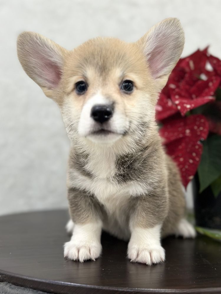 Малыши вельш корги