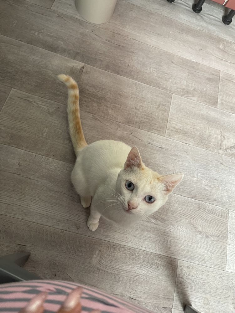 Котик в добрые руки