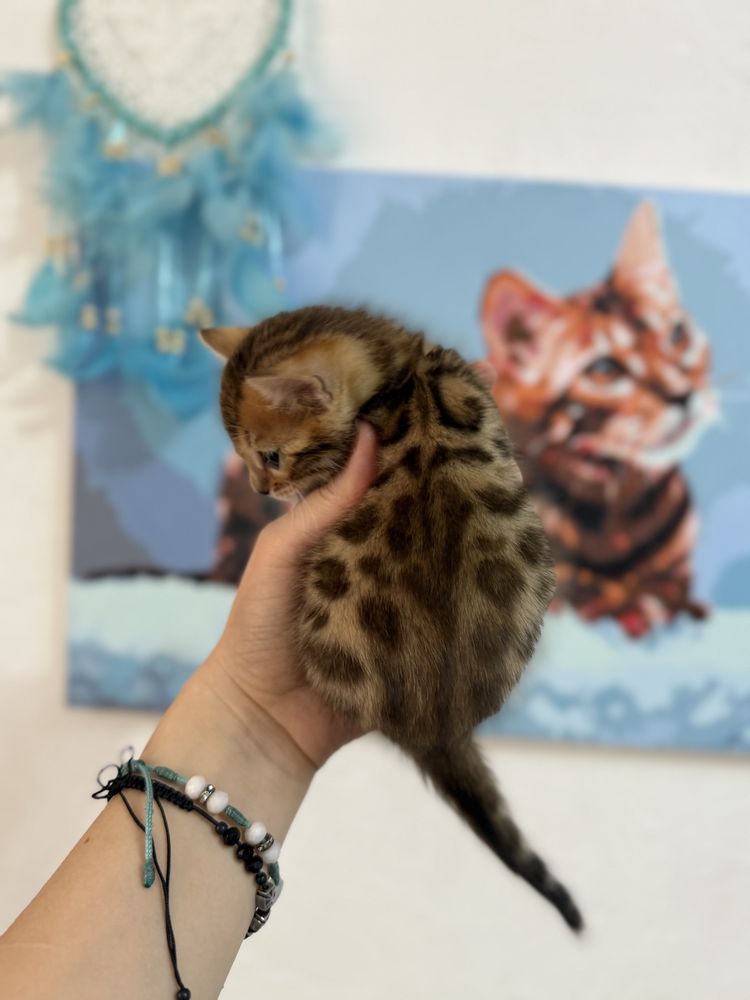 Продаются котята, бенгальские