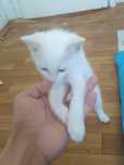 Продаётся кошка    особенный