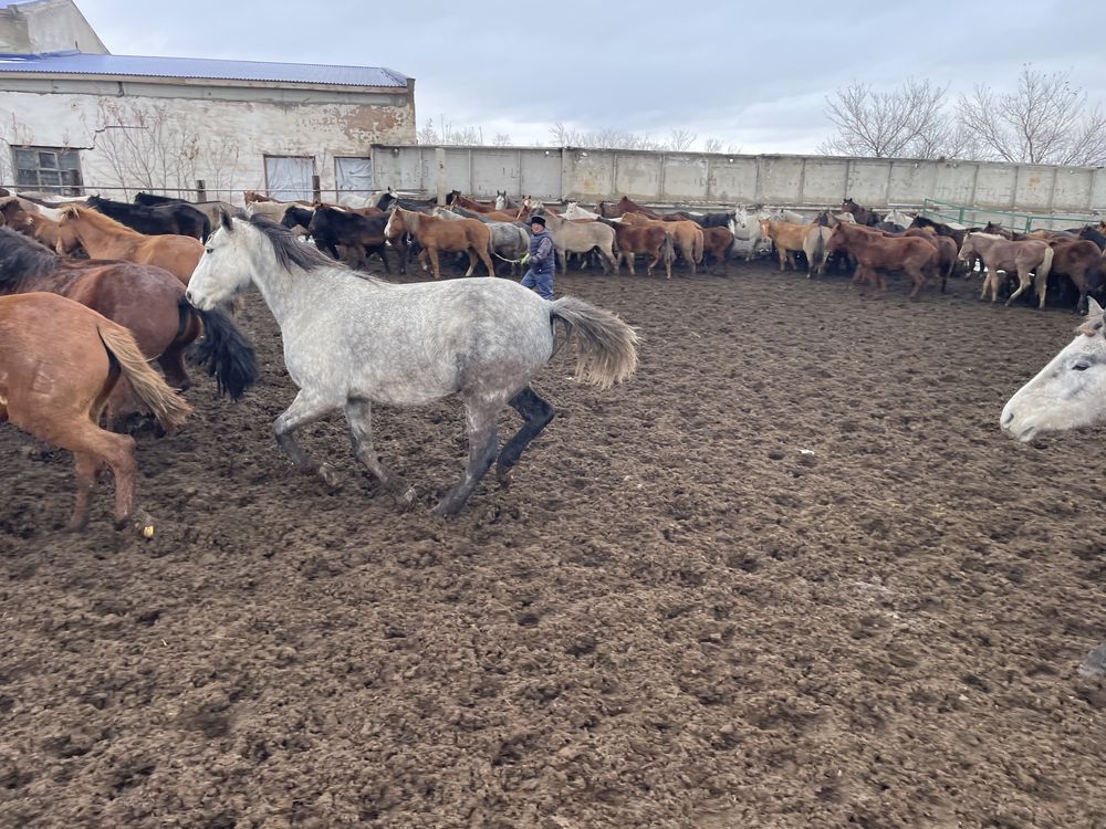 Продам Лошадей Кобыла жеребенок Тайлар