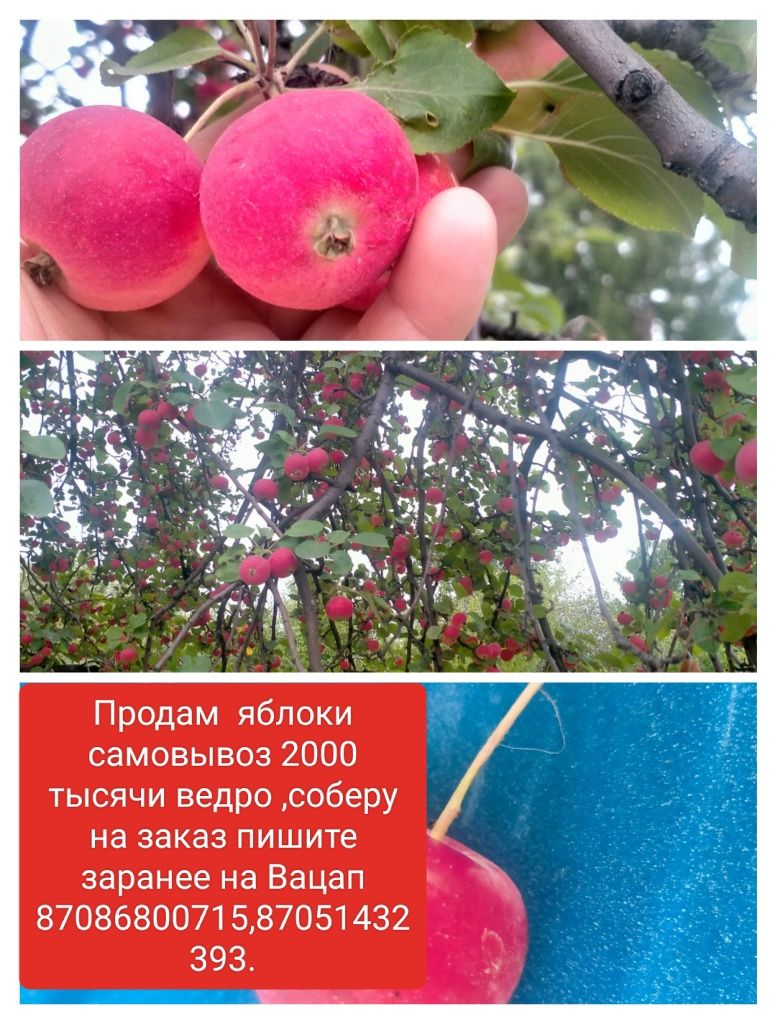 Продам яблоки кисло сладкие