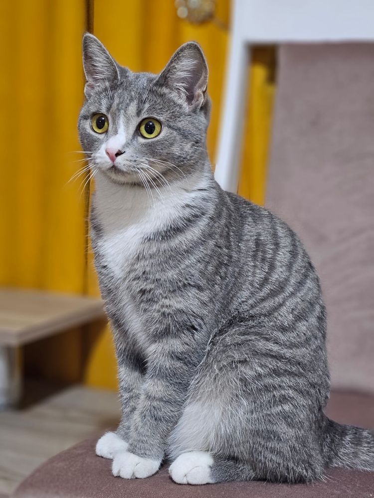 Пропала кошка ,уже 2 месяца ее нет на ближних районах