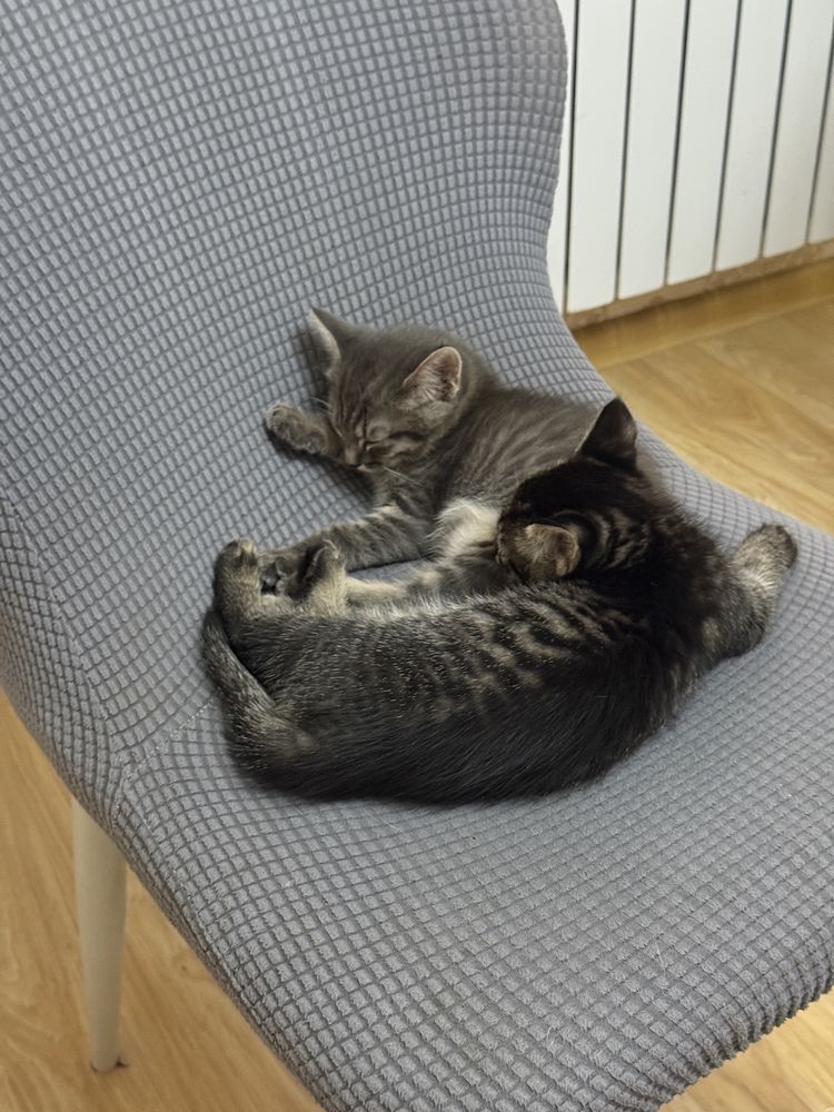Домашные котяты отдам в хорошие руки