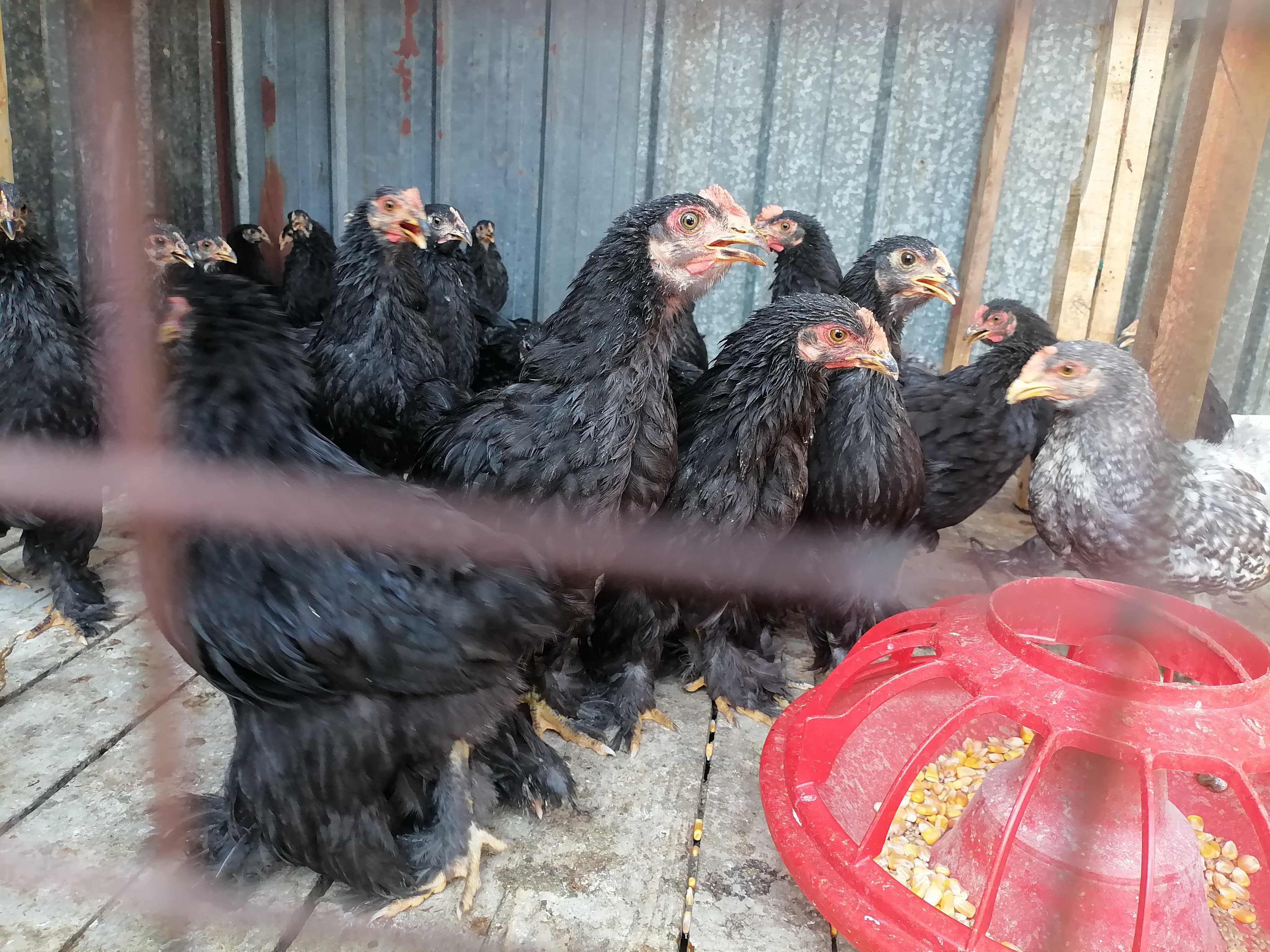 Продам цыплят кокилхин чёрных