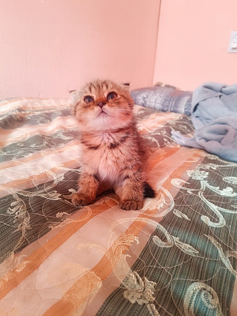 Продам котят , мальчики