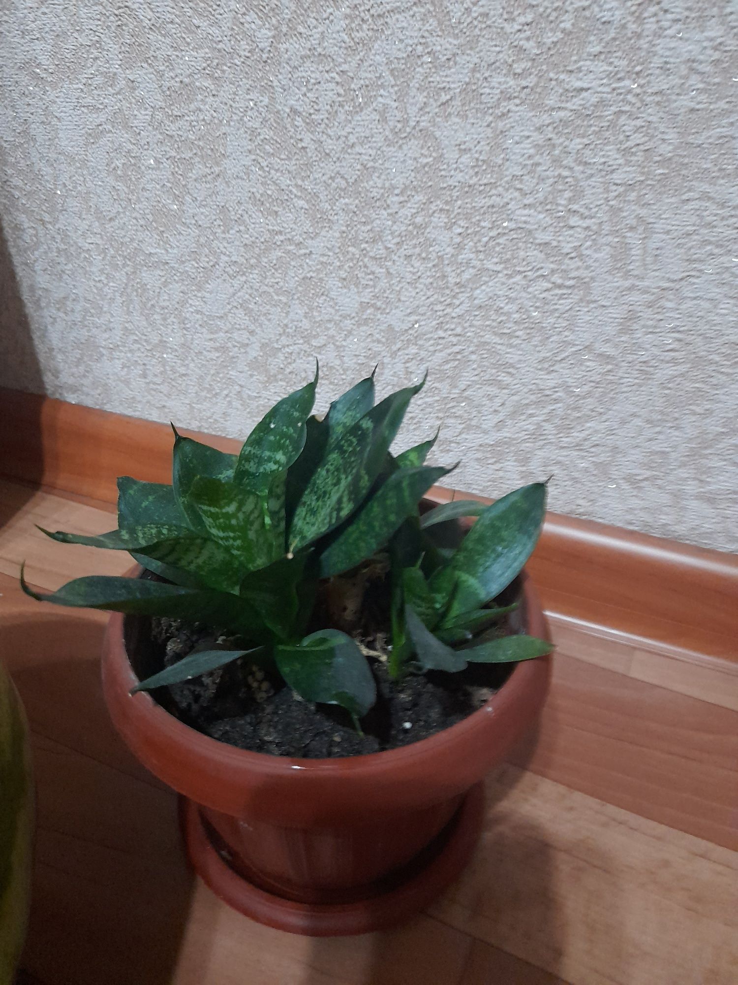 Продам комнатные цветы