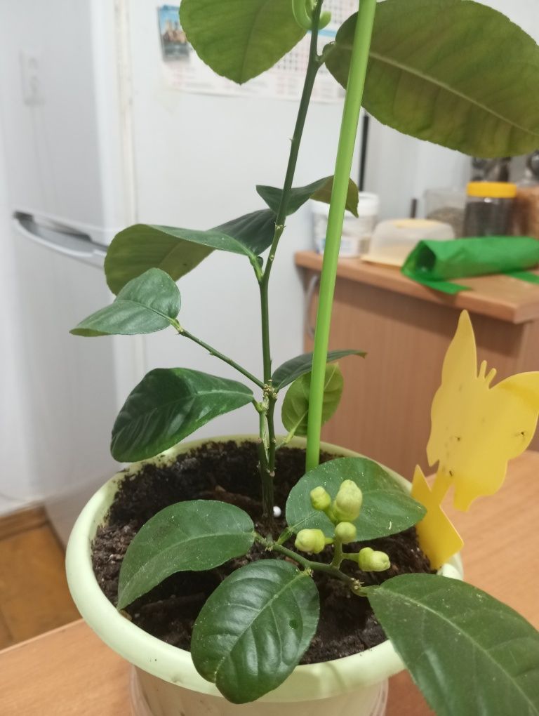 Продам укорененный черенок лимона