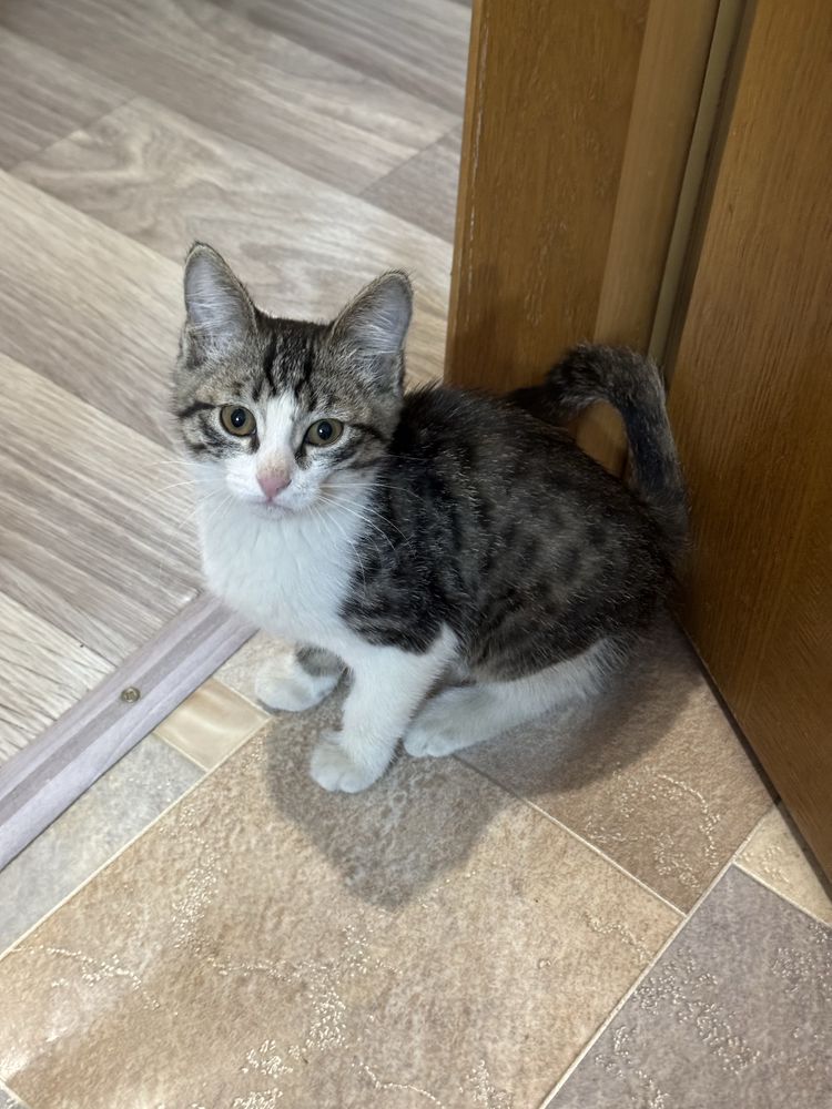 Отдам котика добрые руки