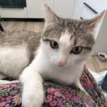 Отдам котика в добрые руки