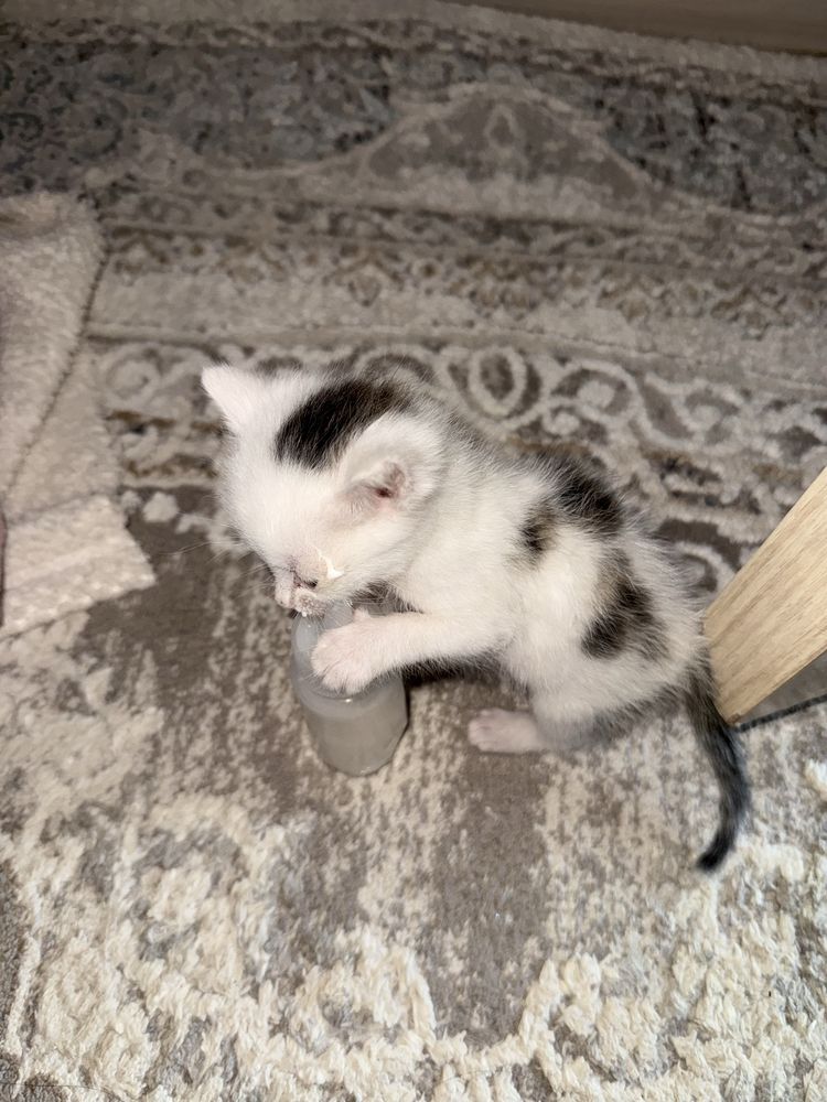 Котенок бесплатно беремін, асырай алатын адамдар жазсн тек