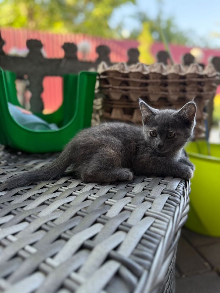 Отдам симпатичных  котят
