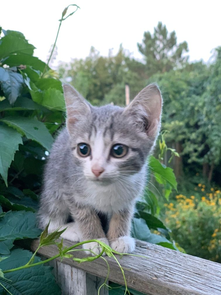 Котята с гарантией