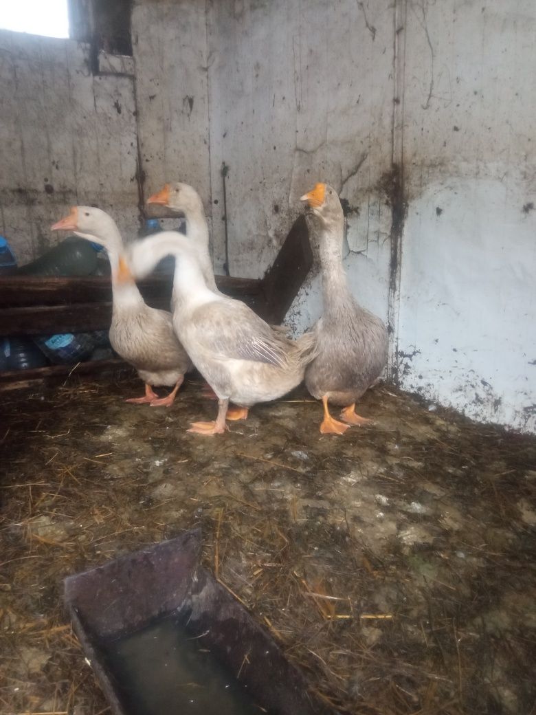 Продам гусаков (белых)