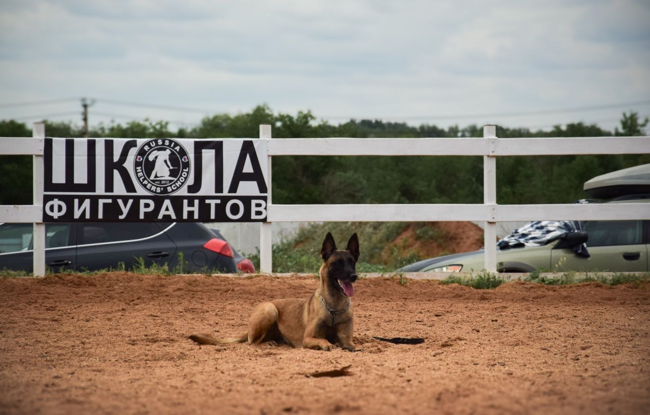 Дрессировка собак в Актобе