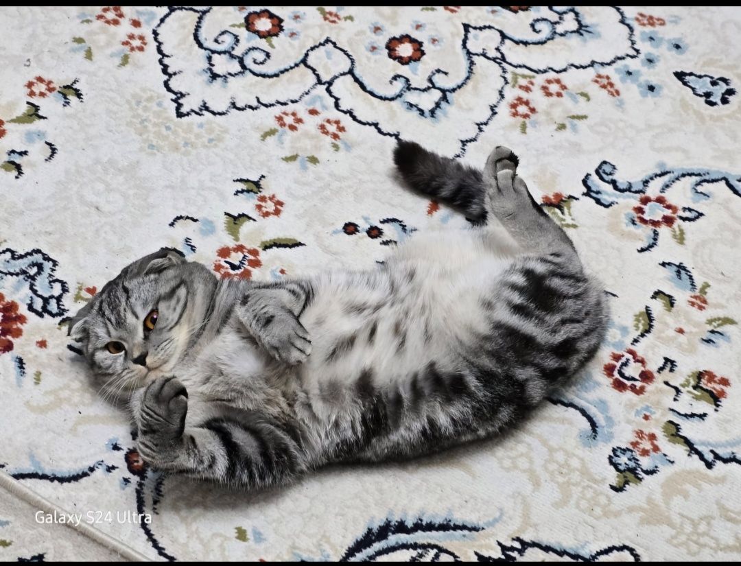 Шотландский вислоухий кот для вязки