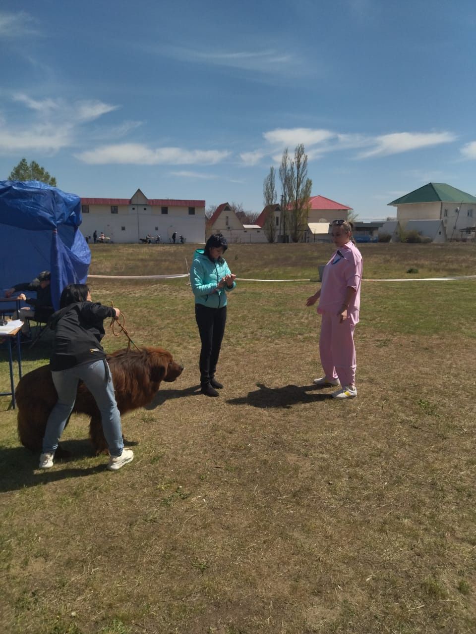 Предлагается на вязку шикарный клубный тибетский мастиф