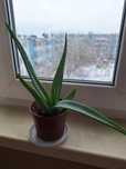 Алоэ Вера комнатные цветы