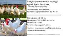 Инкубационное яйцо породы кур Бресс Гальская.Цена 800 тг/яйцо