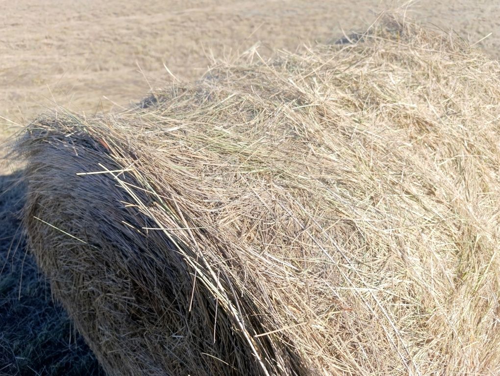 Сено в рулонах житняк 120 тый