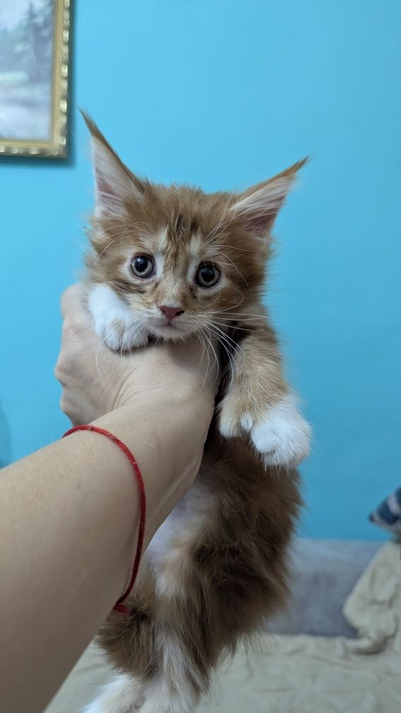 Продаются котята мейн куны