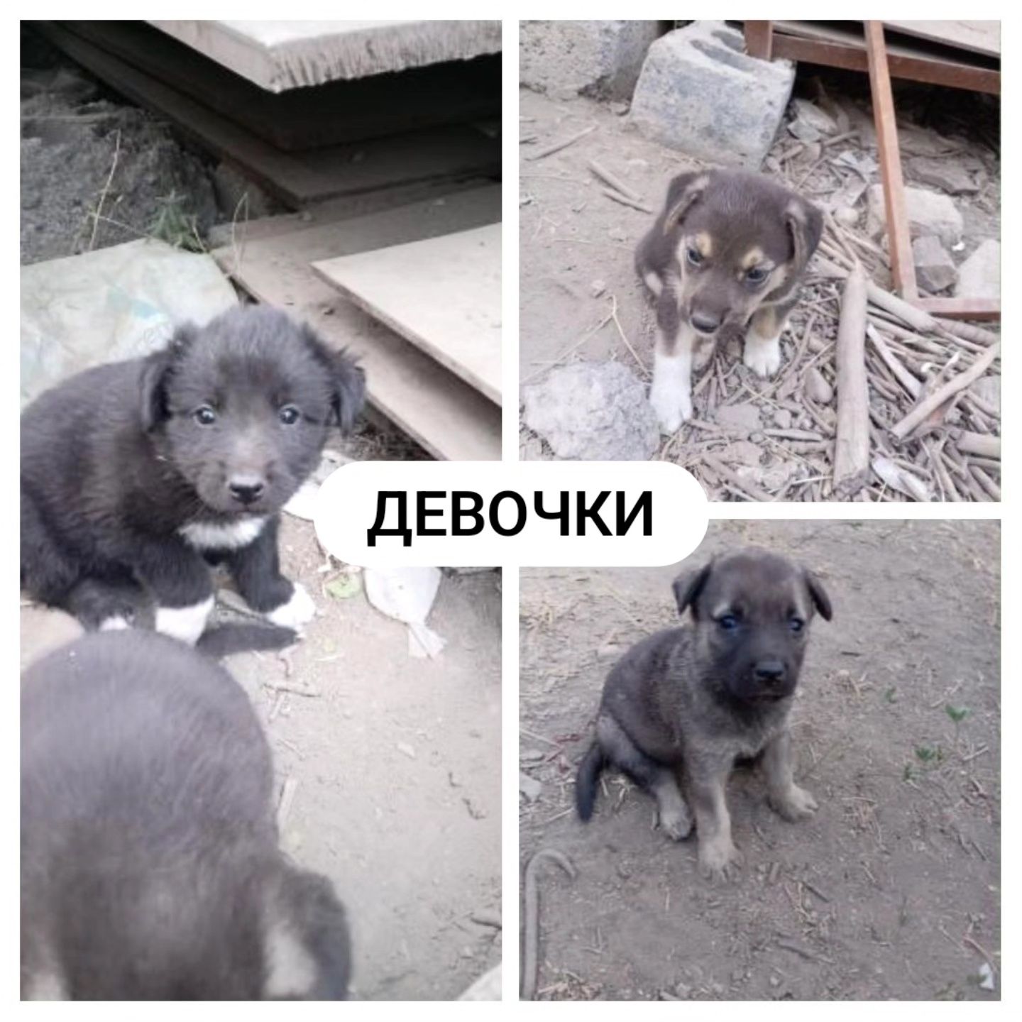 Щенки в добрые руки. Есть доставка