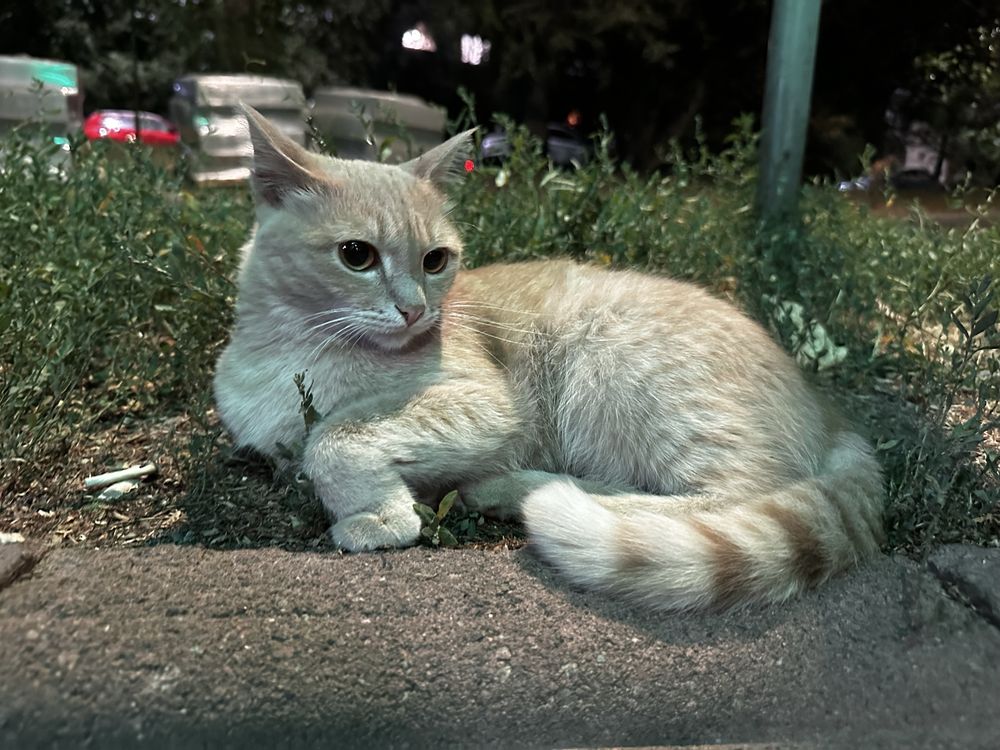 Кошечка ищет дом