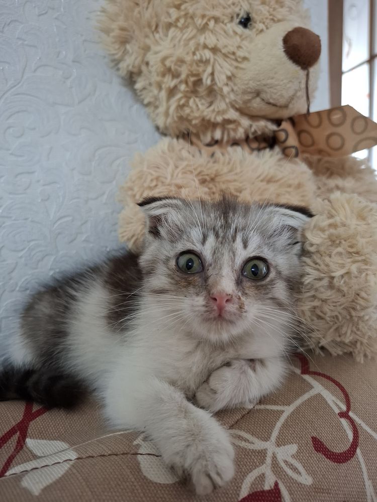 Котенок в добрые руки