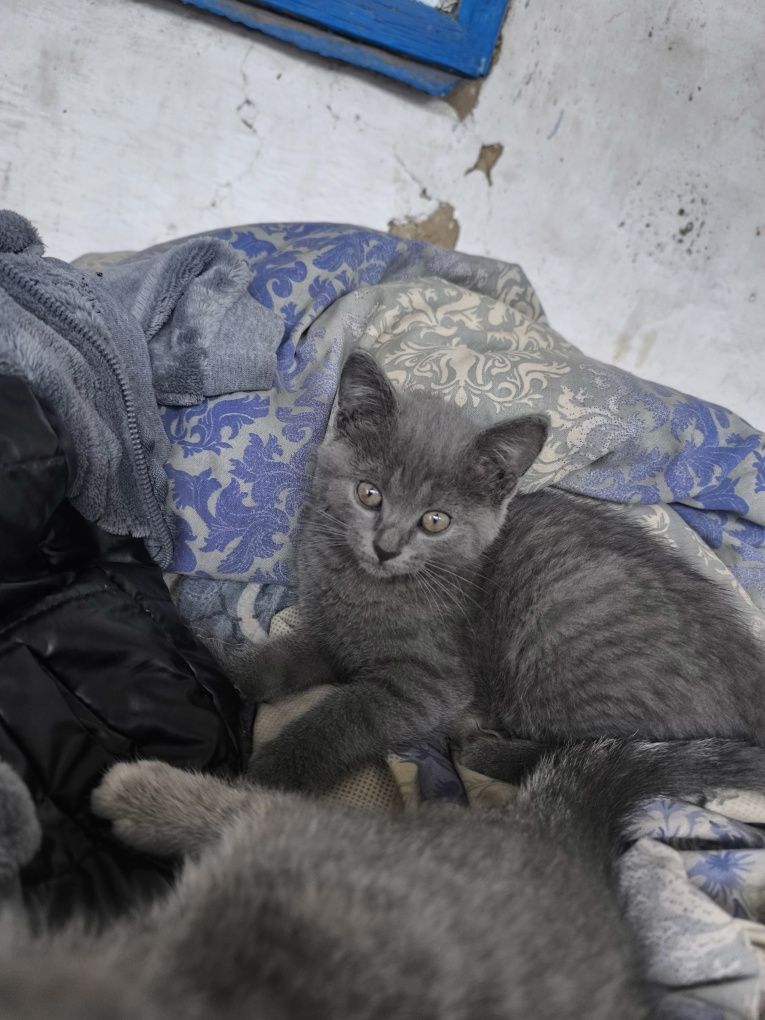 Отдам котенка 3 мес очень игривая девочка