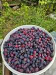 Продам ягоду дачную вкусную Иргу 1 л 700тг