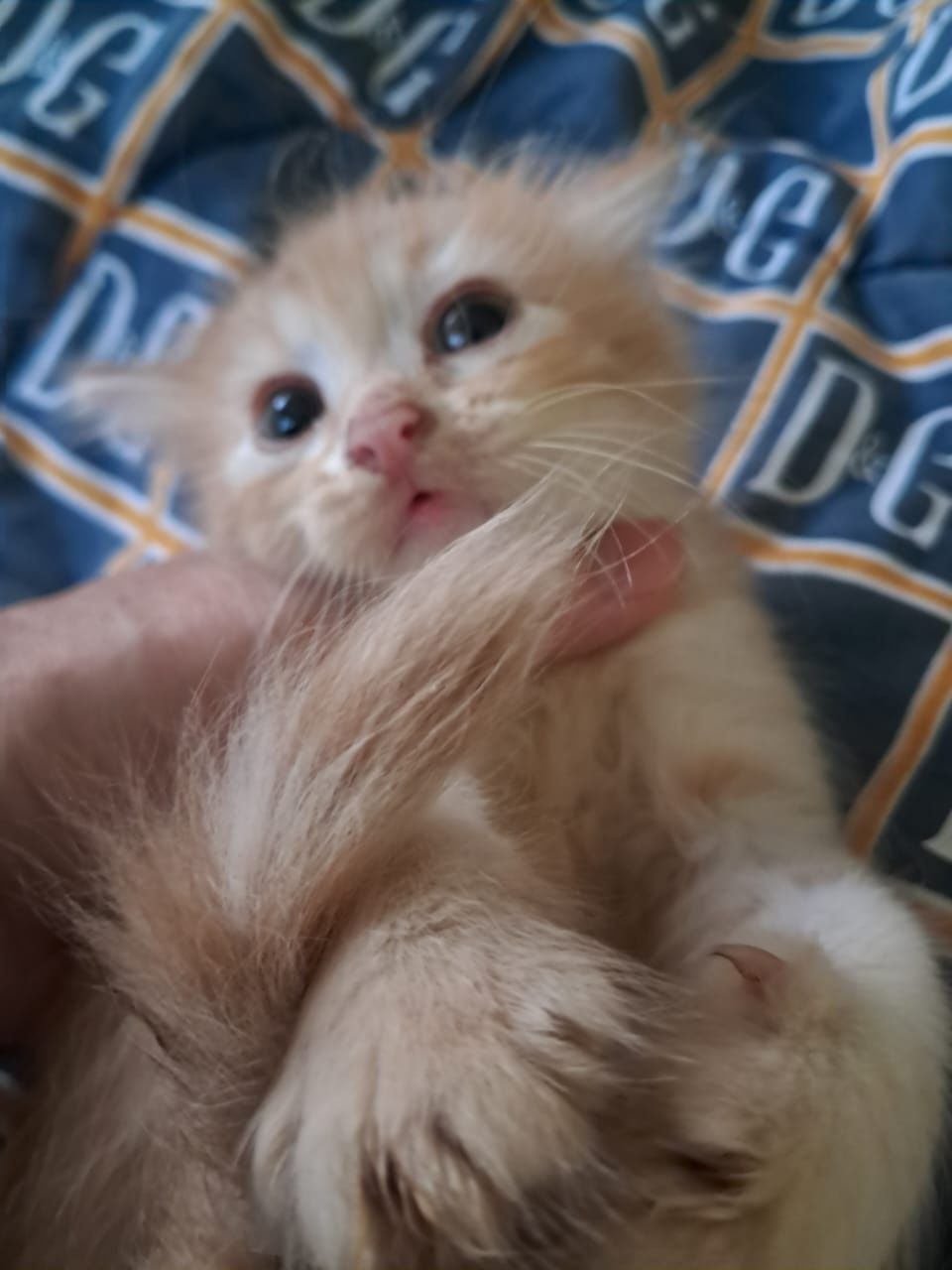 Рыжие котята ищут дом
